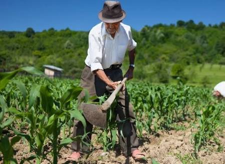 Campesinos se dejan seducir por ganancias del huachicol